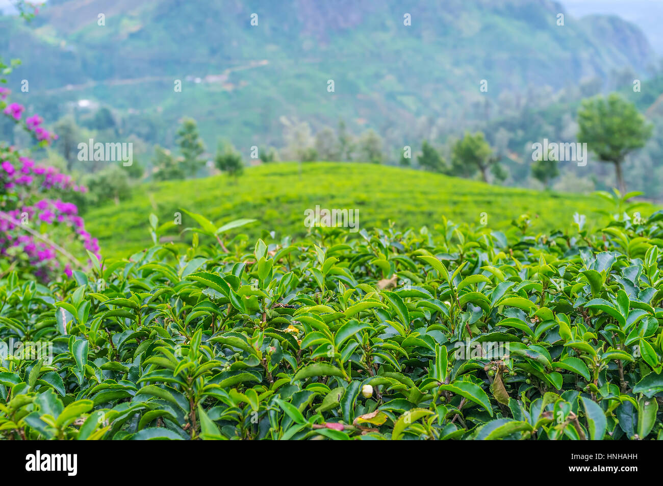 One of the best tea in the world is the highland tea of Sri Lanka. Stock Photo