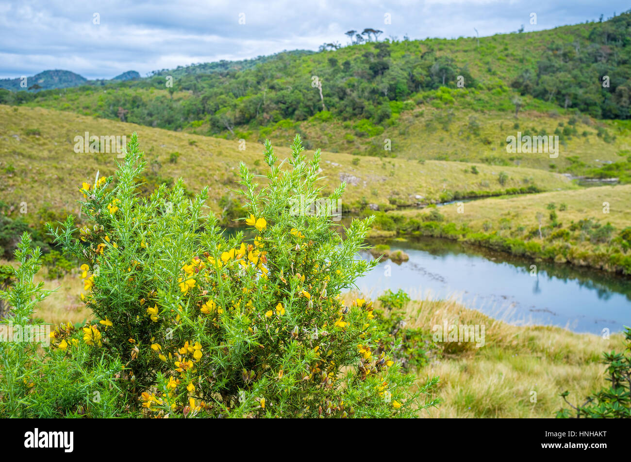 Horton Plains National Park boasts a large number of untypical for Sri Lanka plants. Stock Photo