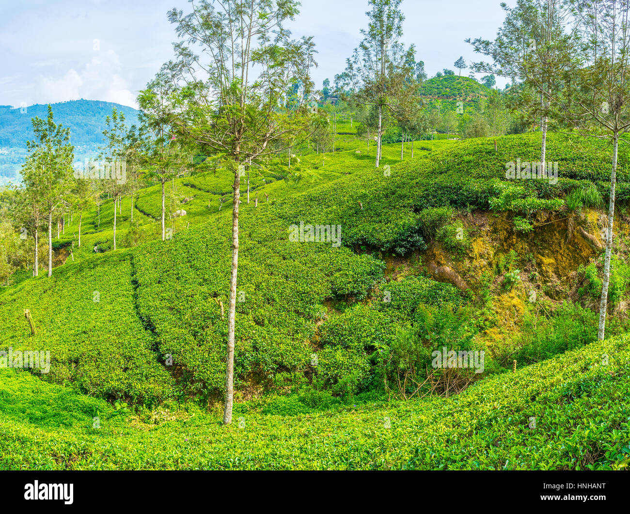 Sri Lanka is one of the biggest tea exporter with endless tea ...