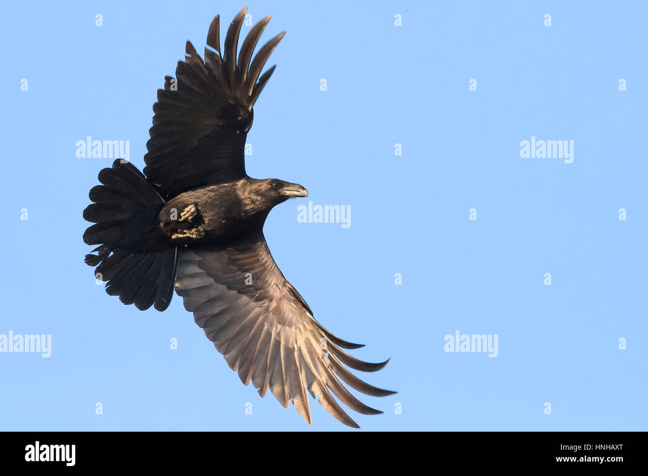 Raven (Corvux corax hispanus), single individual in flight Stock Photo