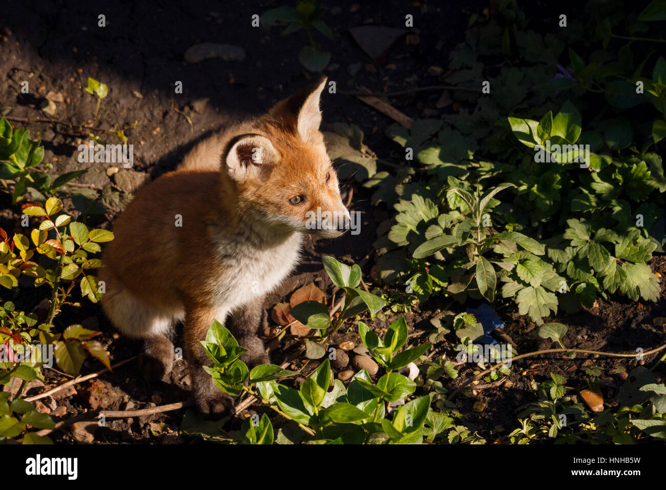 A fox cub in an urban garden Stock Photo