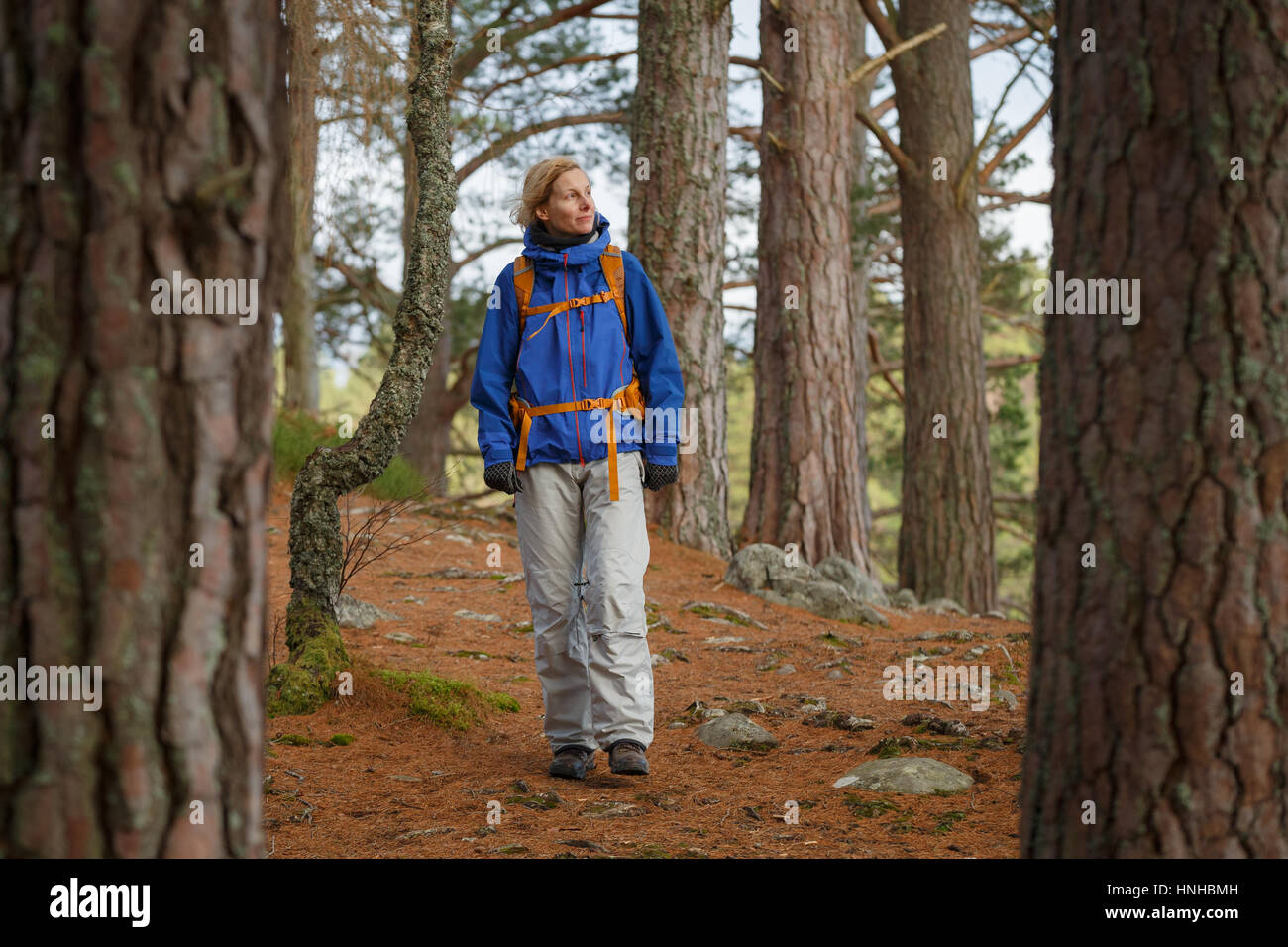 Woman hiking through a wood Stock Photo