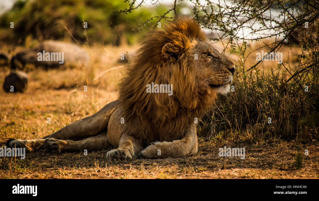 Lion rock adult male hi-res stock photography and images - Alamy