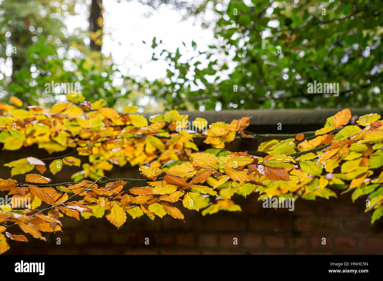 Golden leaves of a beech tree outside the Walled Garden at Grappenhall Heys, Warrington Stock Photo