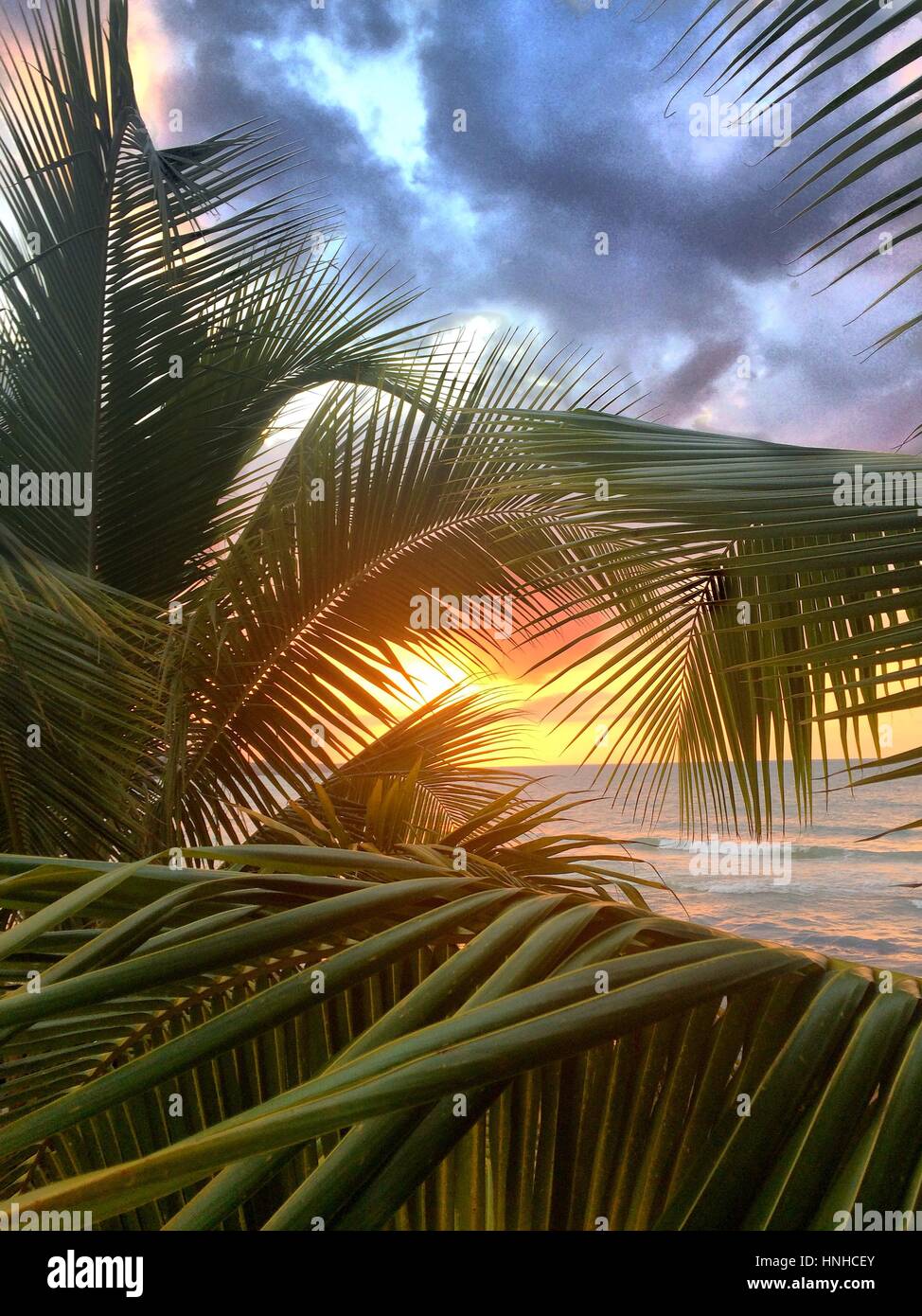 Sunset over Seven mile beach, Jamaica. Seen through a palm tree. Stock Photo
