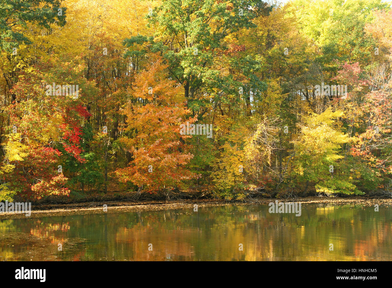 Autumn trees at Moraine State Park Stock Photo - Alamy