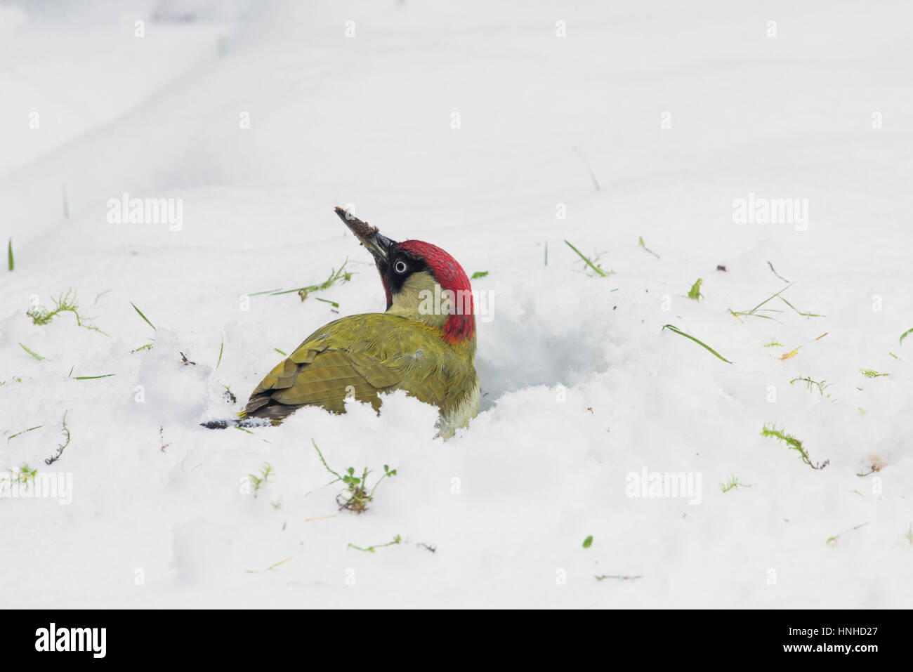 Male green woodpecker (Picus viridis) foraging for food in winter on a snow-covered lawn. Stock Photo