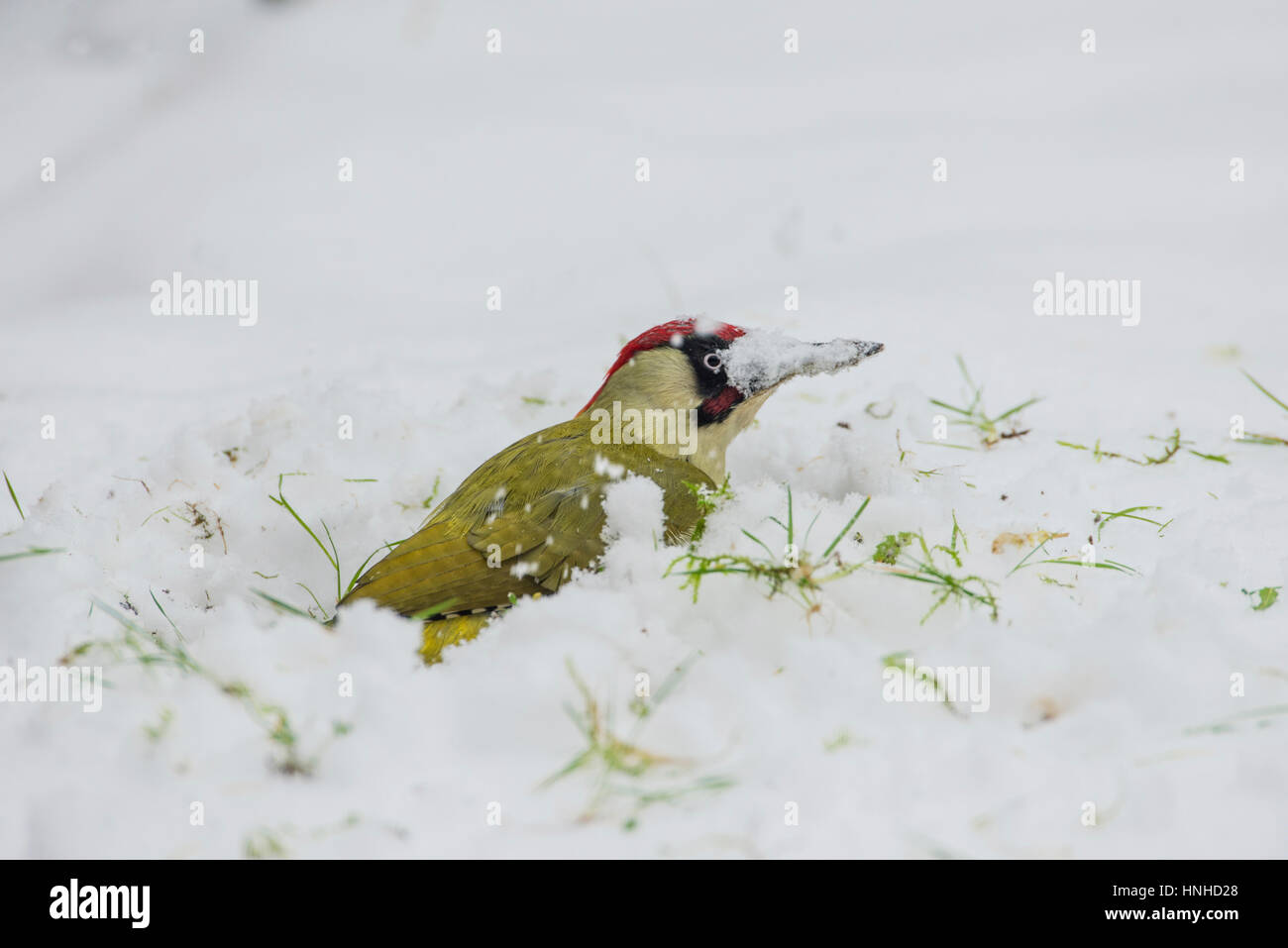 Male green woodpecker (Picus viridis) foraging for food in winter on a snow-covered lawn. The beak is being used as a snow plough to clear the snow. Stock Photo