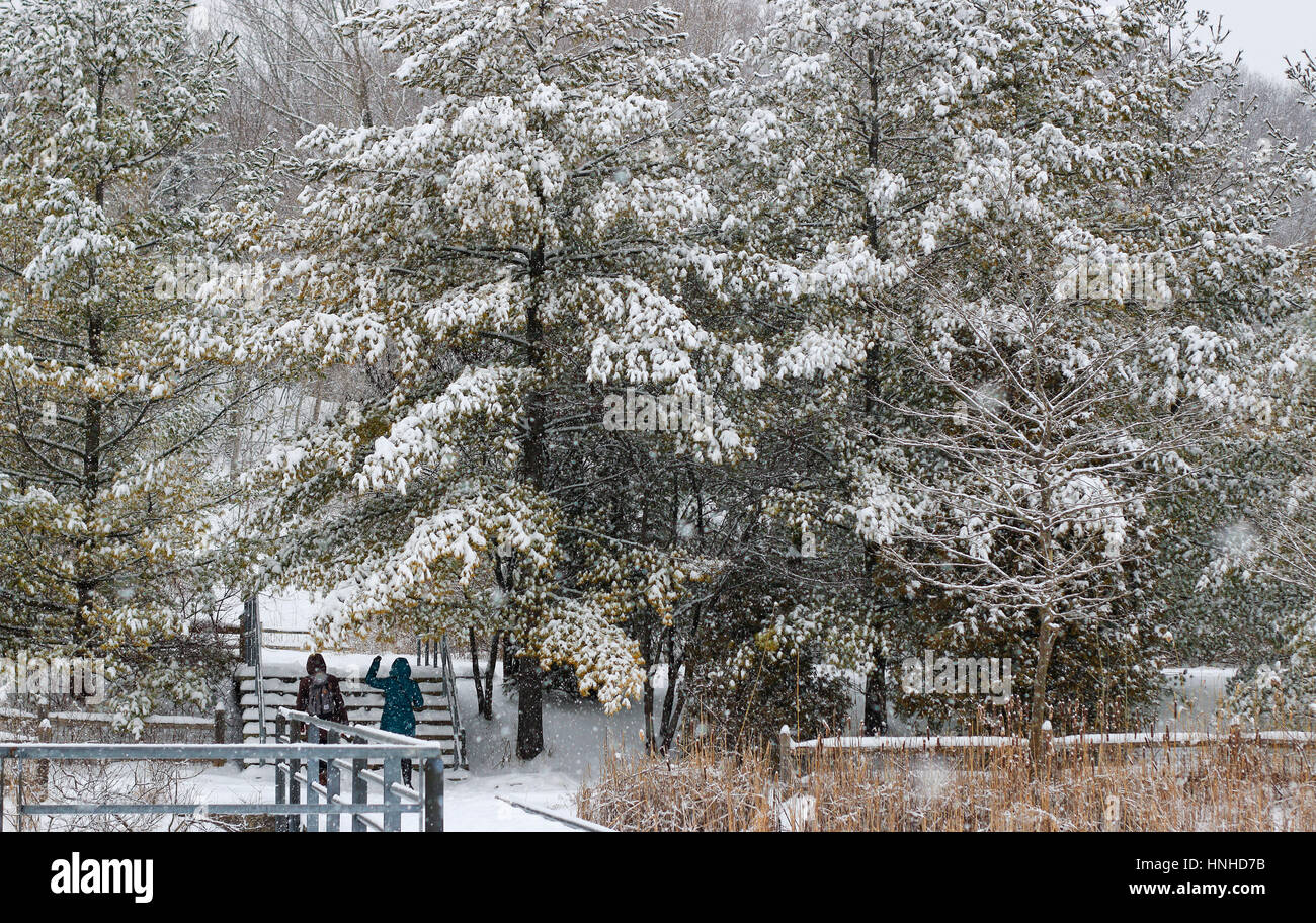 People admiring snow on evergreen trees Stock Photo