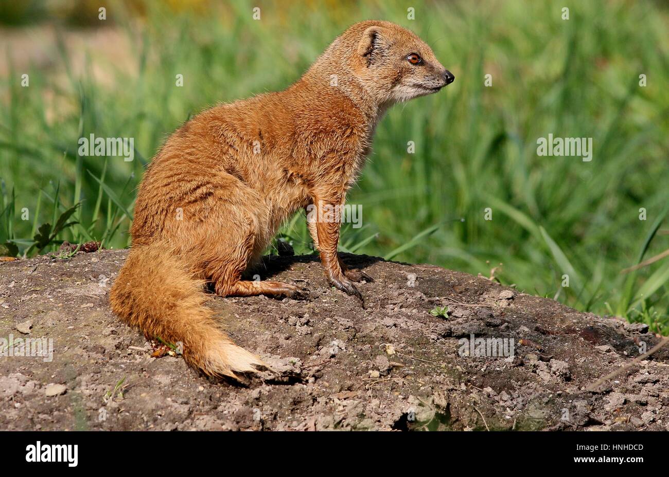 Mongoose red sales