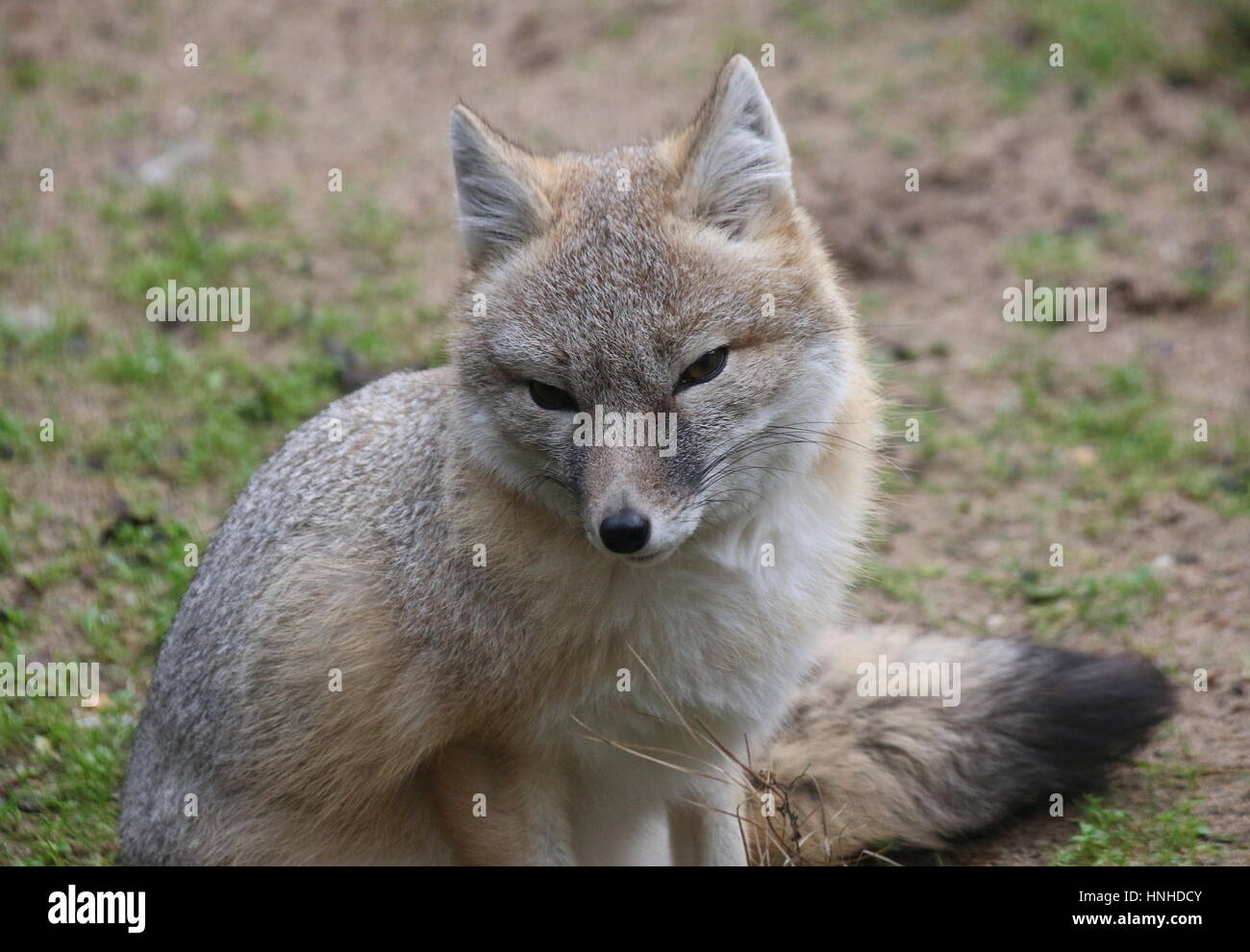 North American Swift fox (Vulpes velox) facing the camera. Stock Photo