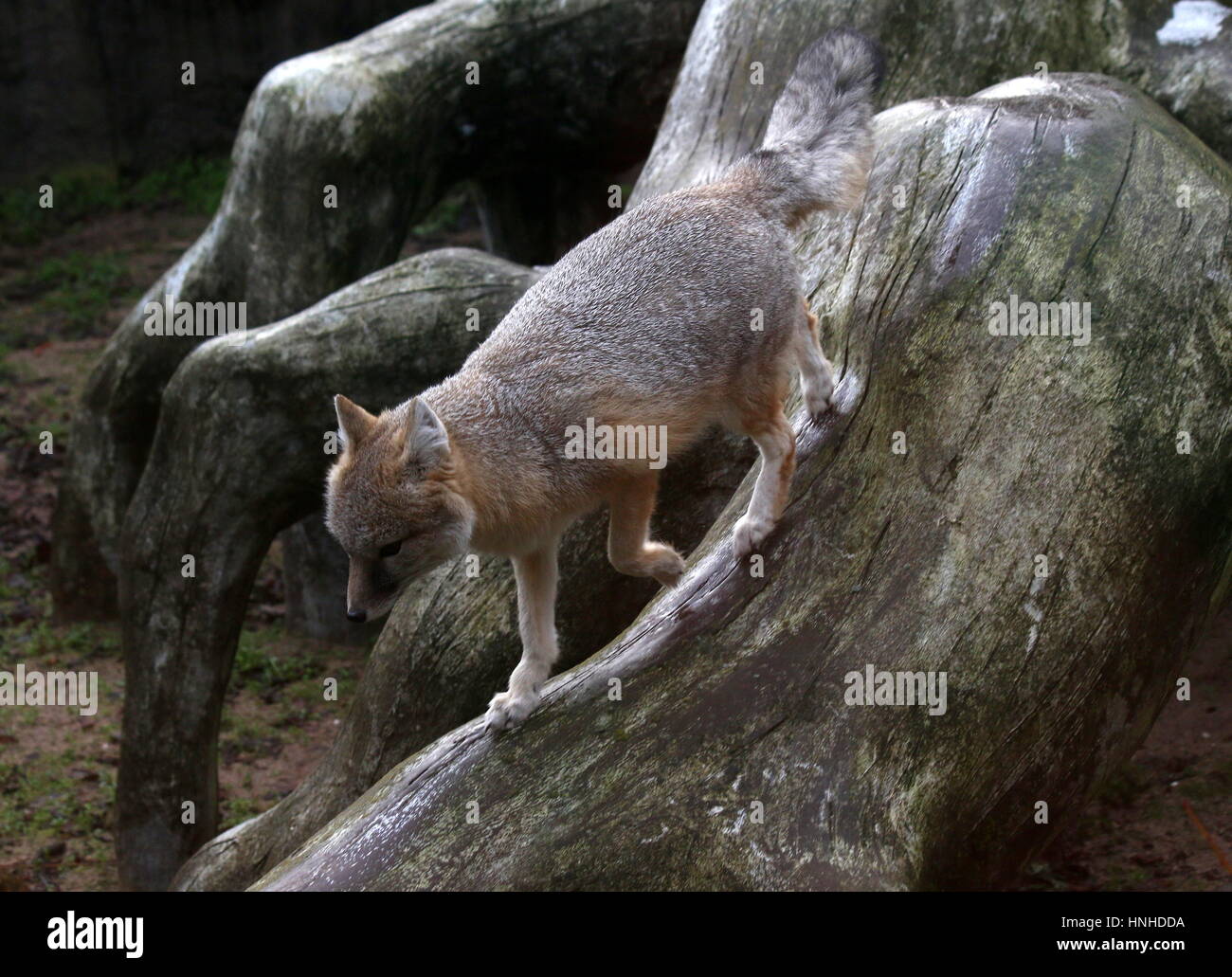 North American Swift fox (Vulpes velox) exploring Stock Photo Alamy