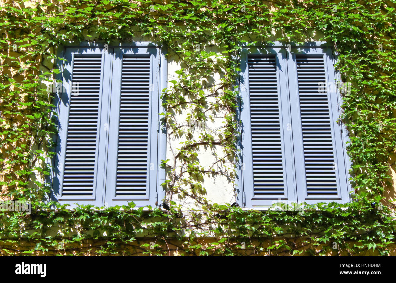 Twin Windows facade coverd by ivy. Stock Photo