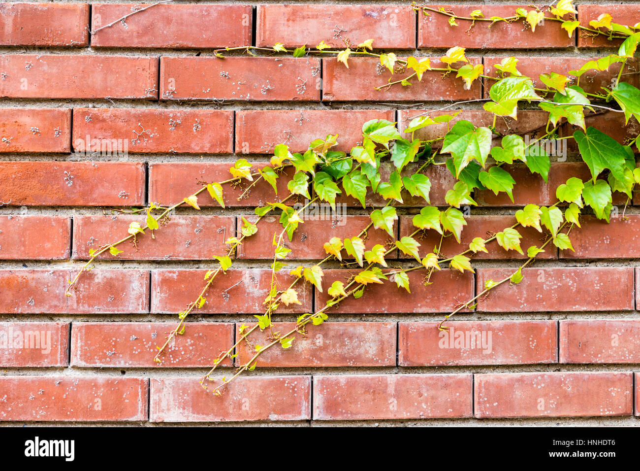 Green ivy on brick wall background Stock Photo