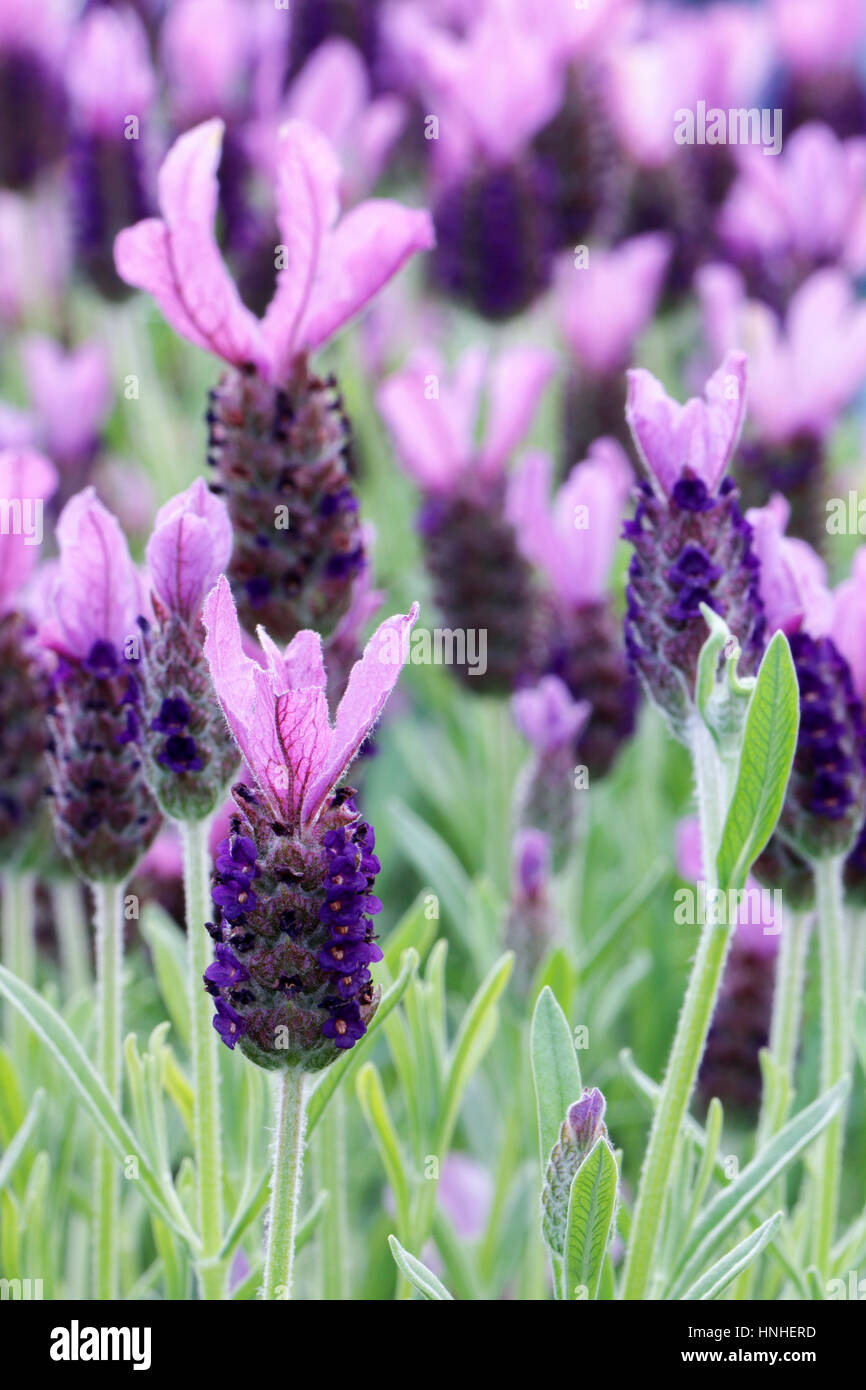 Close up of purple flowers of Lavandula Stoechas 'Anouk' (French Lavender or Butterfly Lavender) Stock Photo