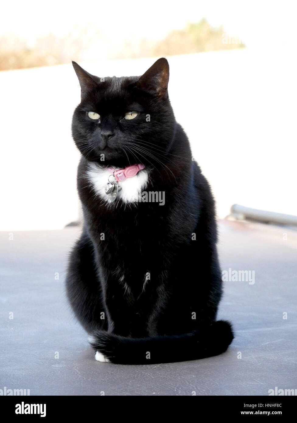 A black cat with a pink collar sitting down. Stock Photo