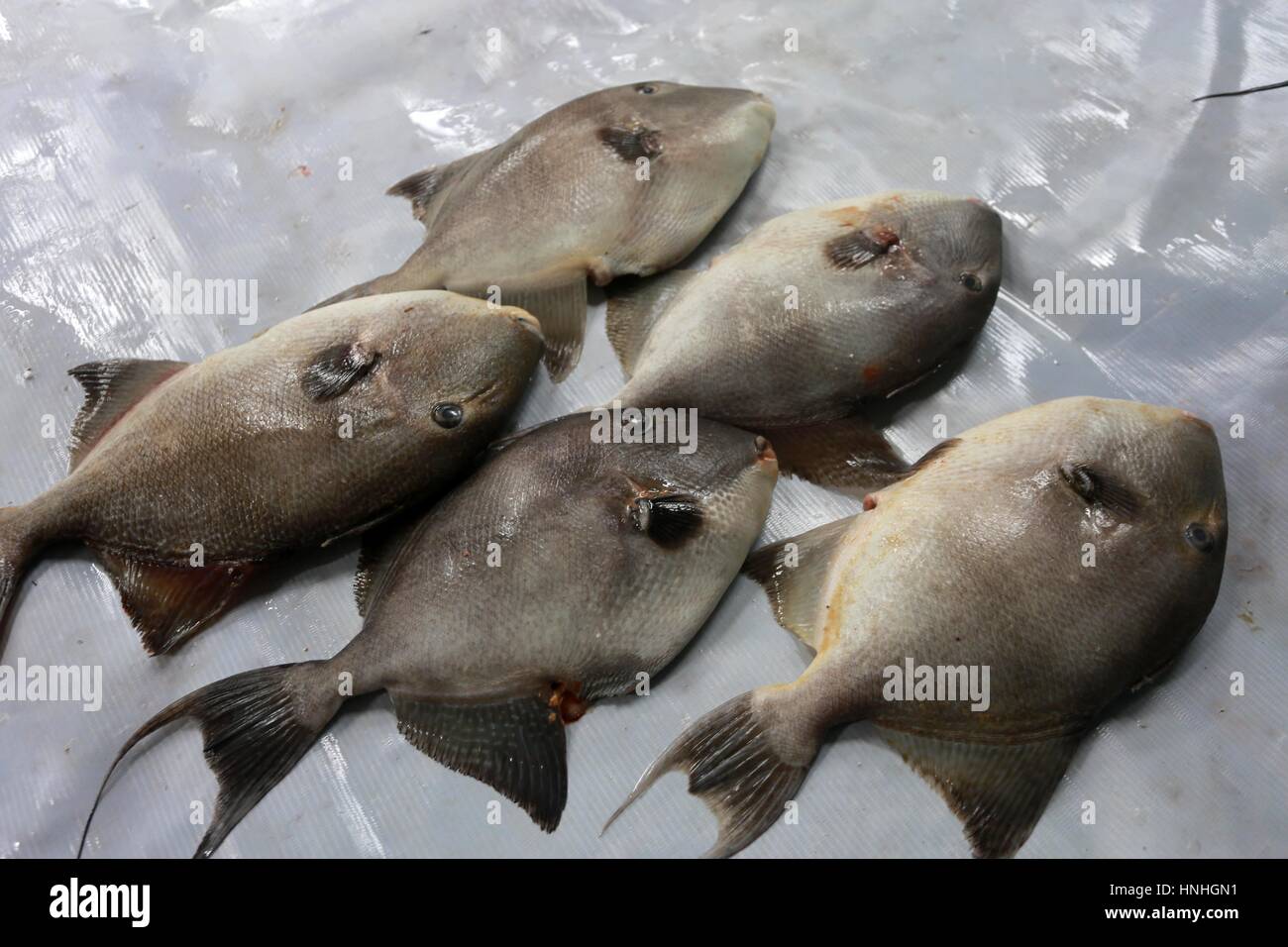 Zumar Fish Gaza City, Gaza Strip, Palestinian Territory. 14th Feb, 2017. A Picture ...