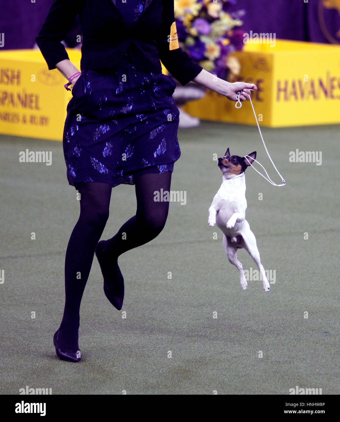 'Louie' a Toy Fox Terrier jumps excitedly while competing in the Toy Division at the 141st Annual Westminster Dog Show at Madison Square Garden in New York City. Stock Photo