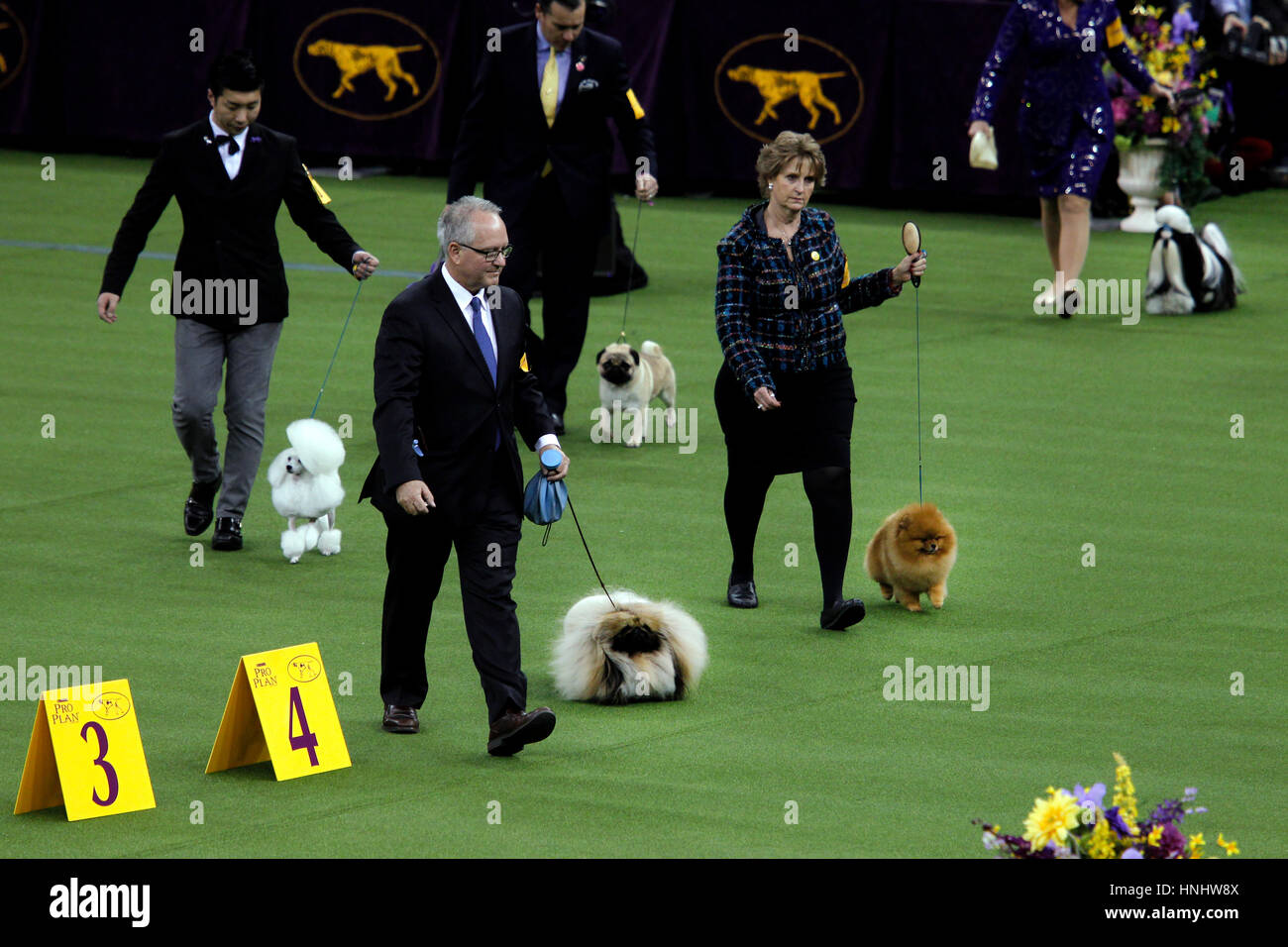 Competitors in the Toy Division enter the ring at the 141st Annual Westminster Dog Show at Madison Square Garden in New York City.  In the foreground is, 'Chuckie' a Pekingese who won the division.  Other breeds pictured are Pomeranian, Toy Poodle, Pug and Shih Tsu Stock Photo