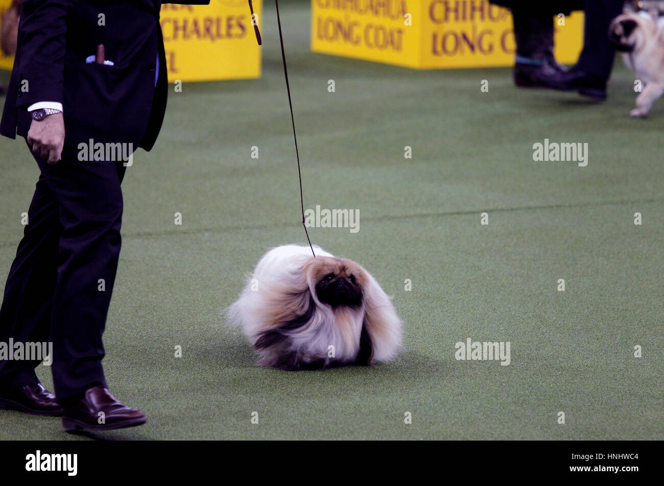New York City, 13th February 2017. 'Chuckie' a Pekingese who won the Toy Division at the 141st Annual Westminster Dog Show at Madison Square Garden in New York City on February 13th, 2017. Credit: Adam Stoltman/Alamy Live News Stock Photo