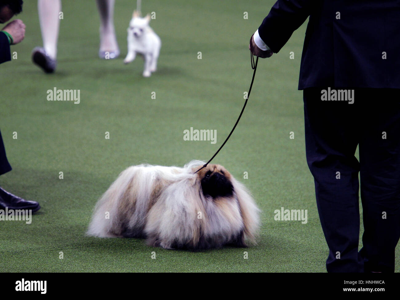 New York City, 13th February 2017. 'Chuckie' a Pekingese who won the Toy Division at the 141st Annual Westminster Dog Show at Madison Square Garden in New York City on February 13th, 2017. Credit: Adam Stoltman/Alamy Live News Stock Photo