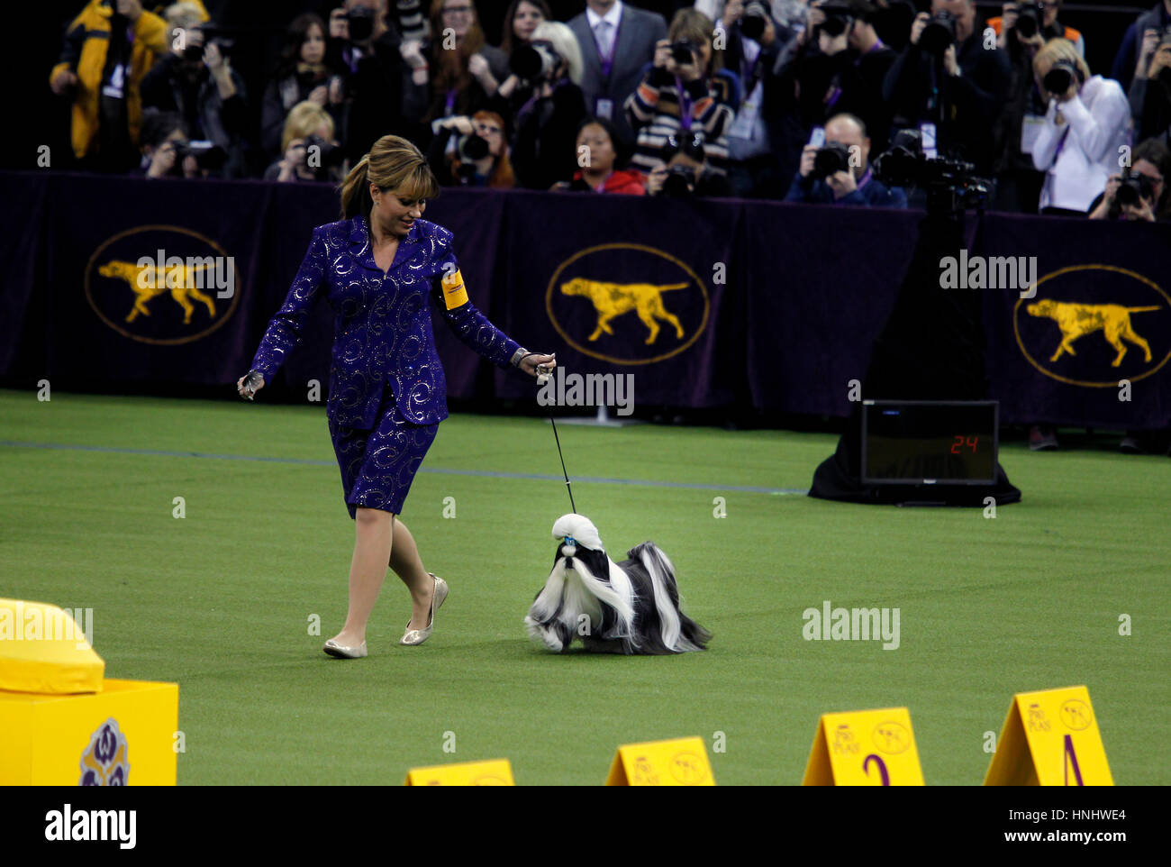 New York City, 13th February 2017. 'Panda' a Shih Tsu competing in the Toy Division at the 141st Annual Westminster Dog Show at Madison Square Garden in New York City on February 13th, 2017. Credit: Adam Stoltman/Alamy Live News Stock Photo