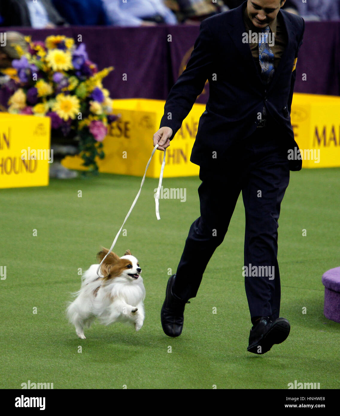 Papillion 2017 hi-res stock photography and images - Alamy
