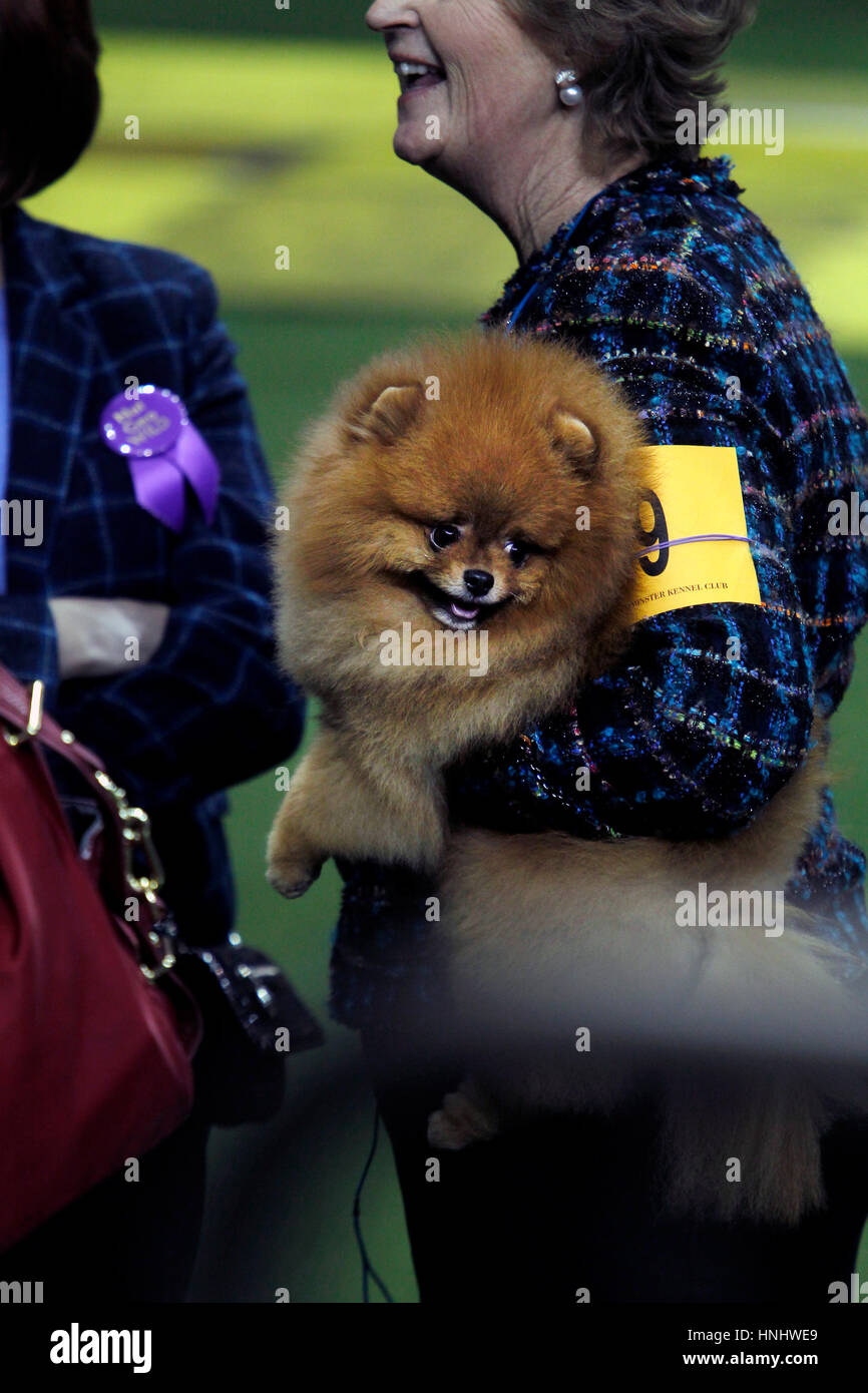 New York City, 13th February 2017. 'Max', a Pomeranian leaving the ring after competing in the Toy Division at the 141st Annual Westminster Dog Show at Madison Square Garden in New York City on February 13th, 2017. Credit: Adam Stoltman/Alamy Live News Stock Photo