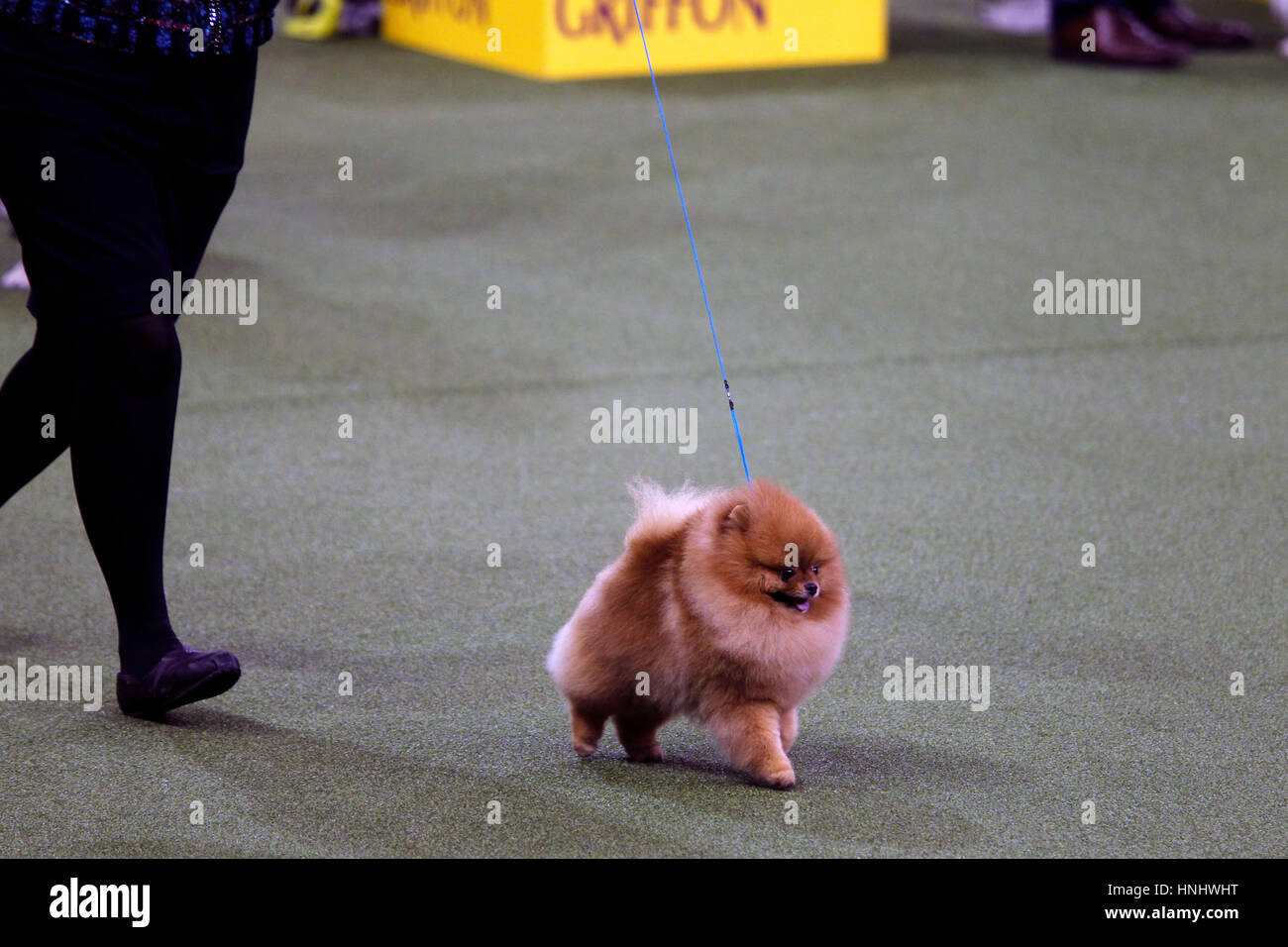 New York City, 13th February 2017. 'Max', a Pomeranian competing in the Toy Division at the 141st Annual Westminster Dog Show at Madison Square Garden in New York City on February 13th, 2017. Credit: Adam Stoltman/Alamy Live News Stock Photo