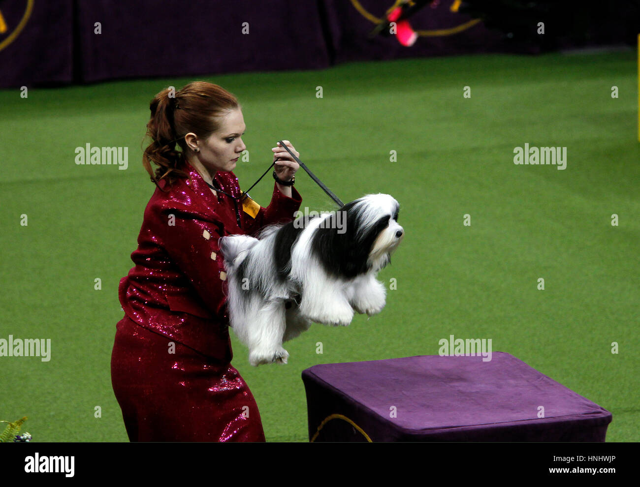 New York City, 13th February 2017. 'Parker', a Havanese, getting a lift onto the judging table during competition in the Toy Division at the 141st Annual Westminster Dog Show at Madison Square Garden in New York City on February 13th, 2017. Credit: Adam Stoltman/Alamy Live News Stock Photo