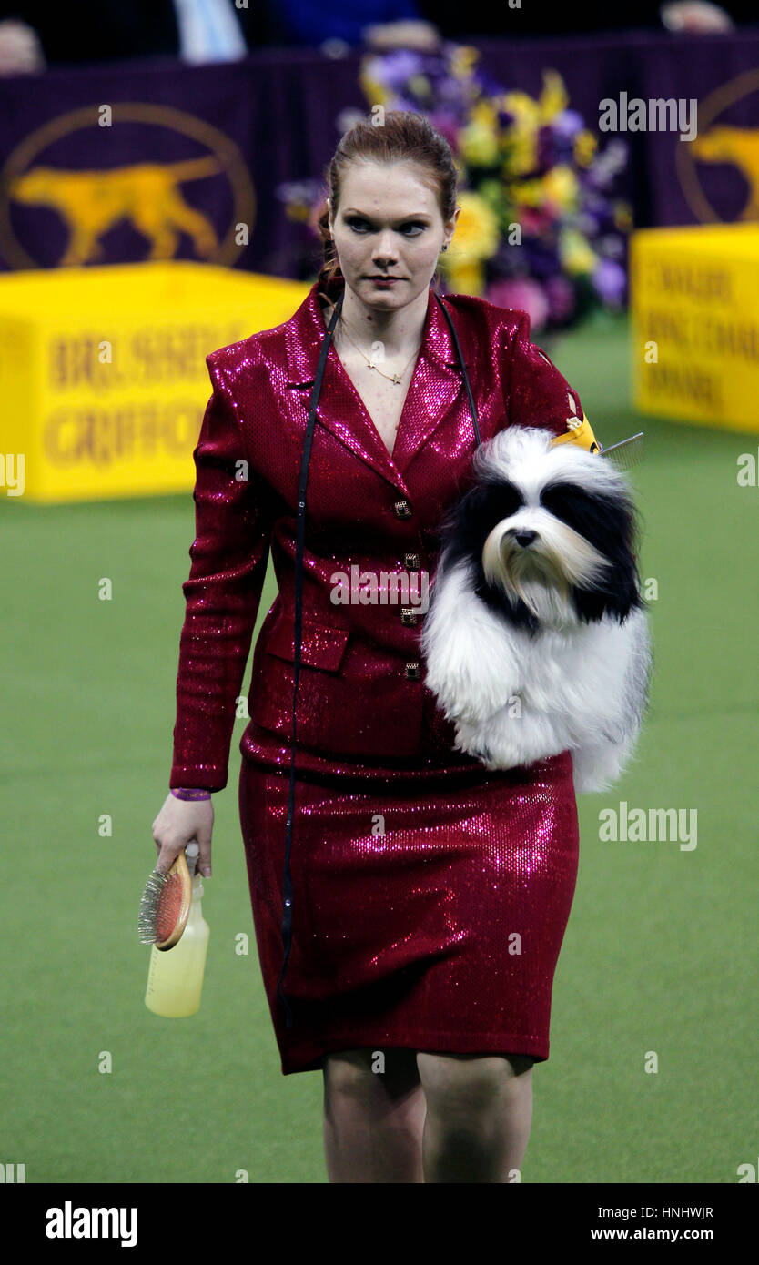 New York City, 13th February 2017. 'Parker', a Havanese, leaving the ring after competing in the Toy Division at the 141st Annual Westminster Dog Show at Madison Square Garden in New York City on February 13th, 2017. Credit: Adam Stoltman/Alamy Live News Stock Photo