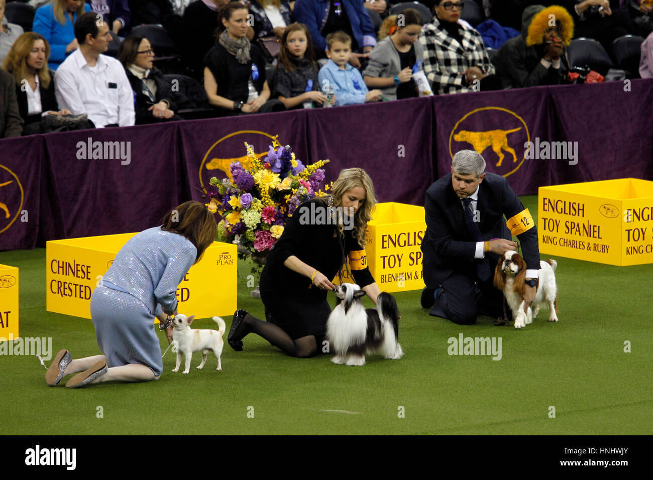 New York City, 13th February 2017. Owners tend to their dogs during competition in the Toy Division at the 141st Annual Westminster Dog Show at Madison Square Garden in New York City on February 13th, 2017.   Shown here from left to right are a Chihuahua Smooth Coat, a Chinese Crested, and an English Toy Spaniel Credit: Adam Stoltman/Alamy Live News Stock Photo
