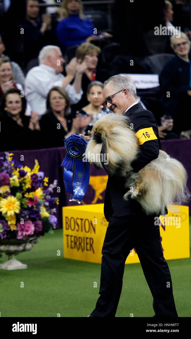 New York City, 13th February 2017. 'Chuckie' a Pekingese who won the Toy Division being carried from the ring after his victory at the 141st Annual Westminster Dog Show at Madison Square Garden in New York City on February 13th, 2017. Credit: Adam Stoltman/Alamy Live News Stock Photo