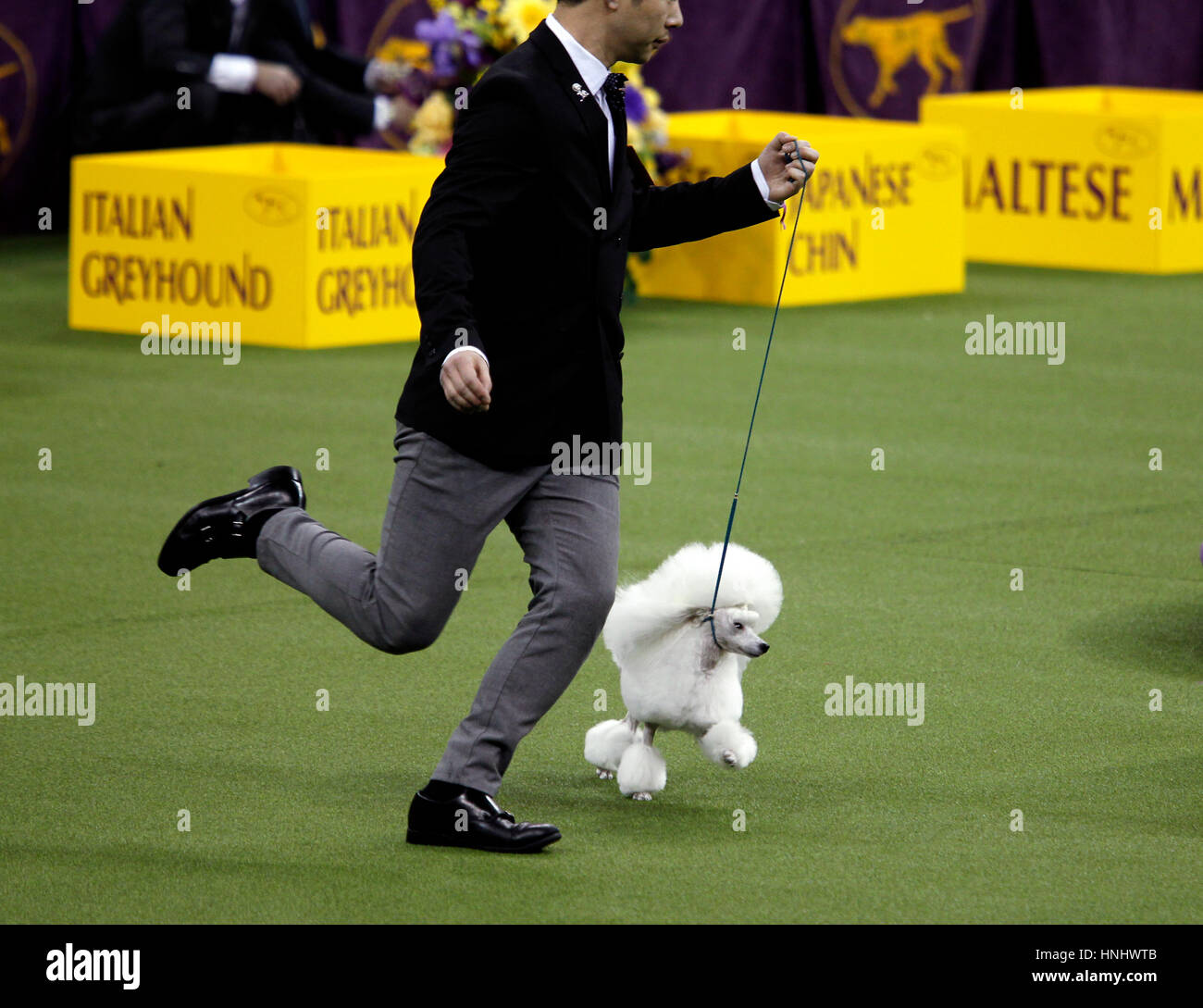 New York City, 13th February 2017. A Toy Poodle competing in the Toy Division at the 141st Annual Westminster Dog Show at Madison Square Garden in New York City on February 13th, 2017. Credit: Adam Stoltman/Alamy Live News Stock Photo
