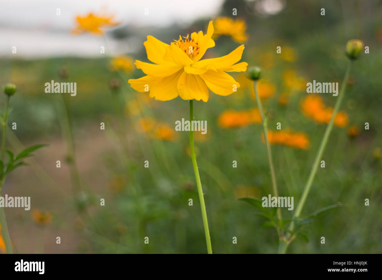 Marigold flower field in rural garden, stock photo Stock Photo