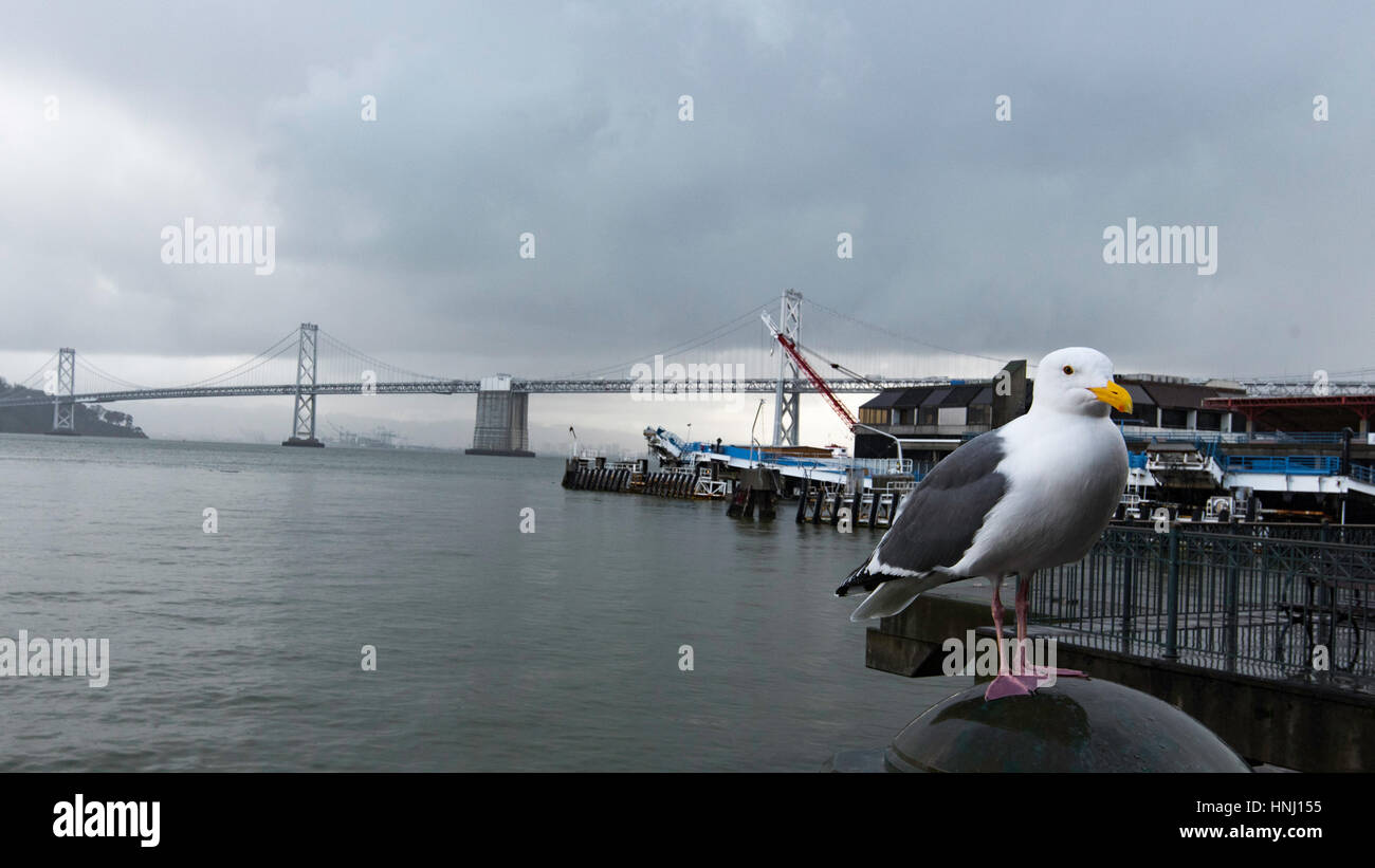 A Western Gull or Seagull (Larus occidentalis) stands on a pylon at the Ferry Building Market with the Oakland Bay Bridge in the background Stock Photo