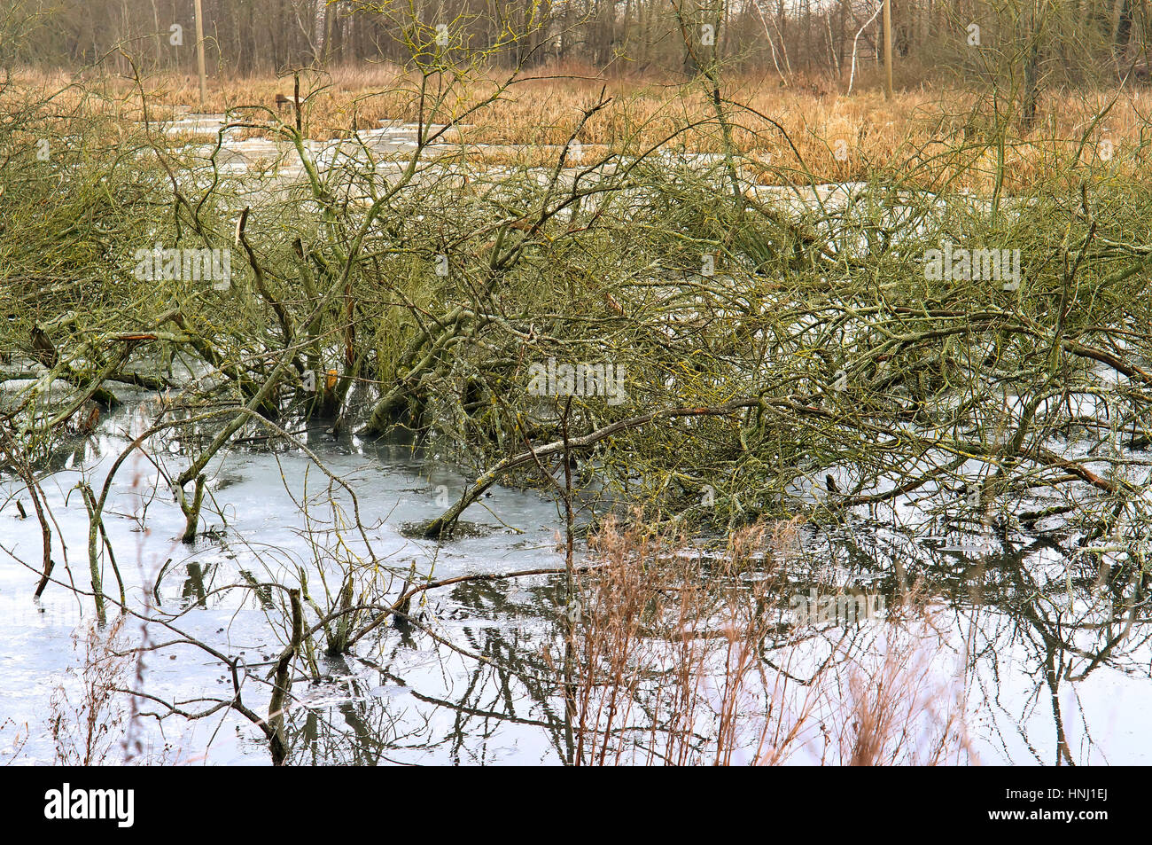 the trees and bushes in the swamp sank Stock Photo