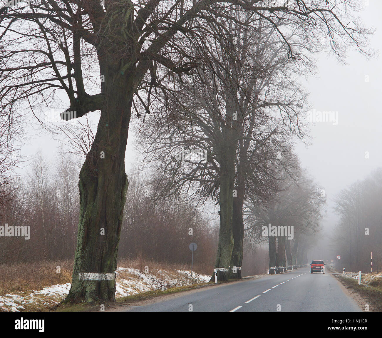 early morning road fog trees road autumn spring Stock Photo - Alamy
