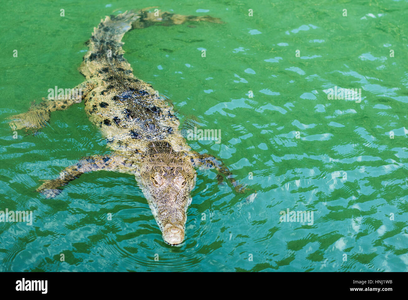 Crocodile swimming in Black river, Jamaica Stock Photo