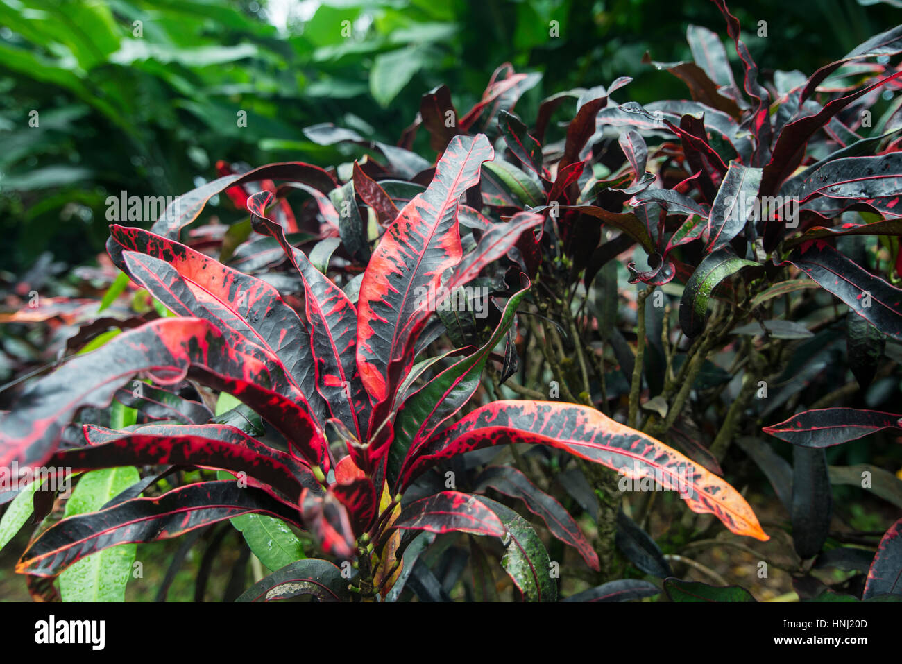 Pure tropical hi-res stock photography and images - Alamy