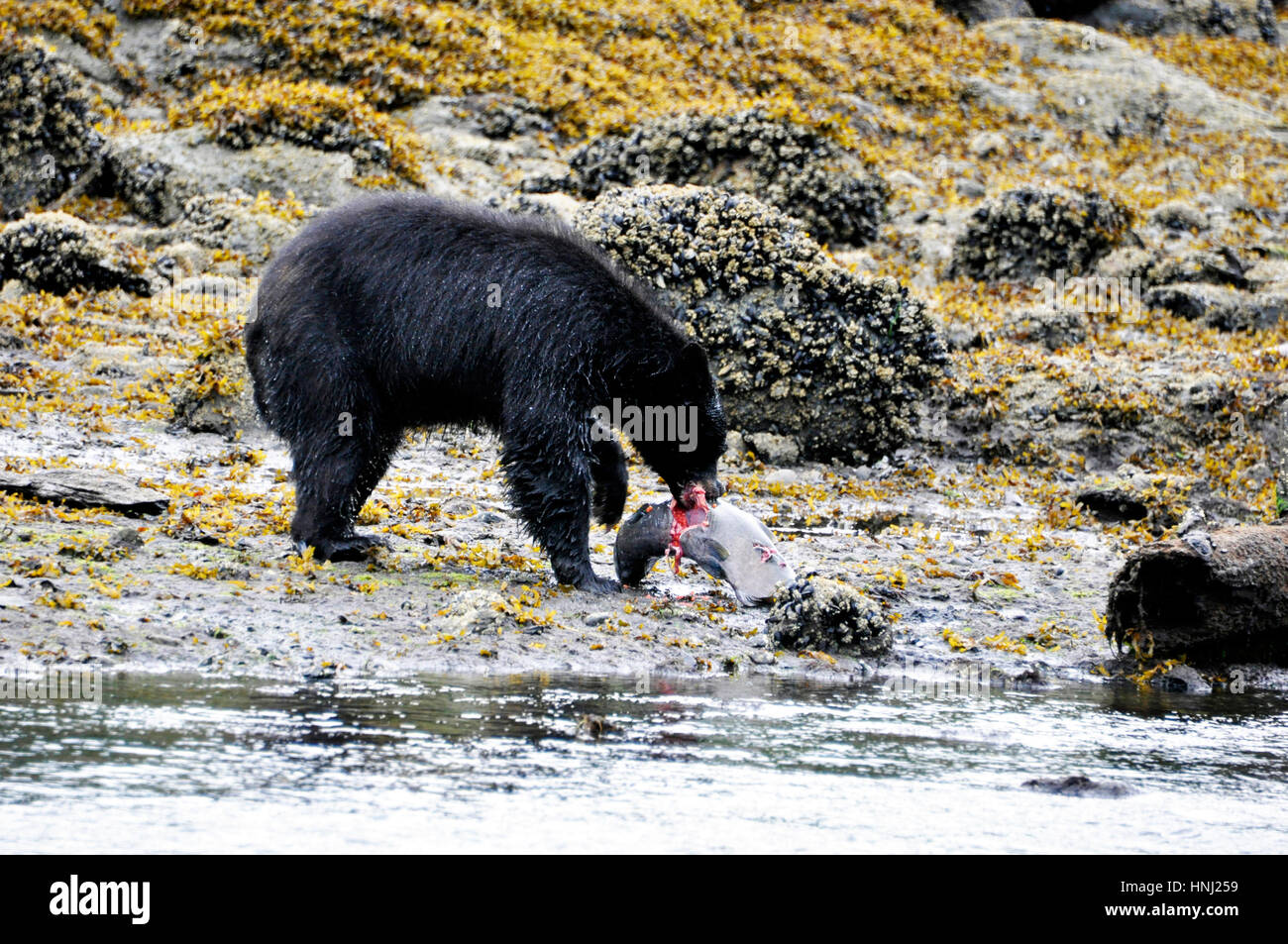 A bear devouring a salmon in herring cove near ketchikan, alaska Stock