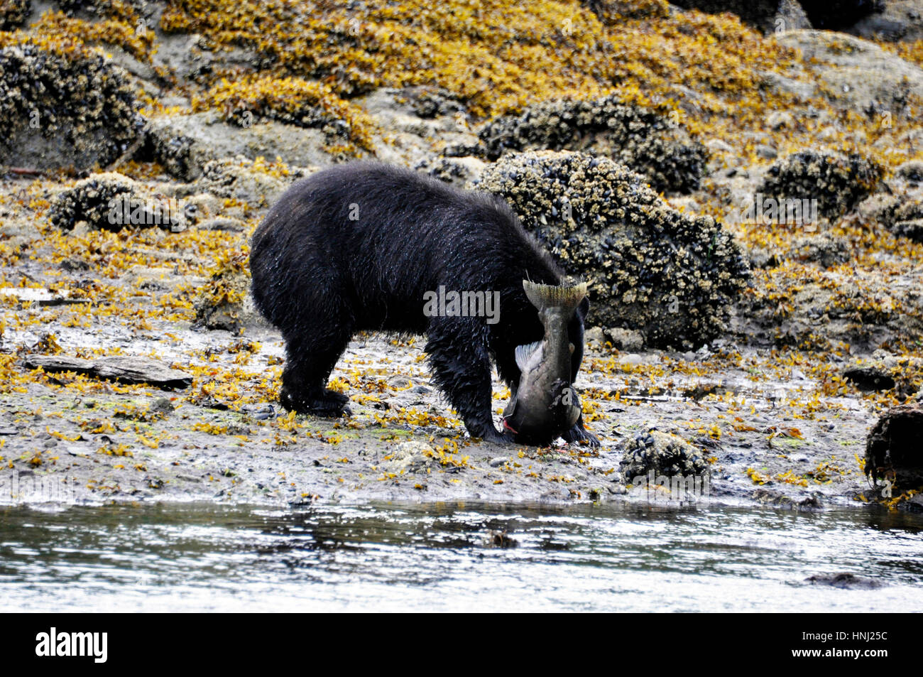 A bear devouring a salmon in herring cove near ketchikan, alaska Stock