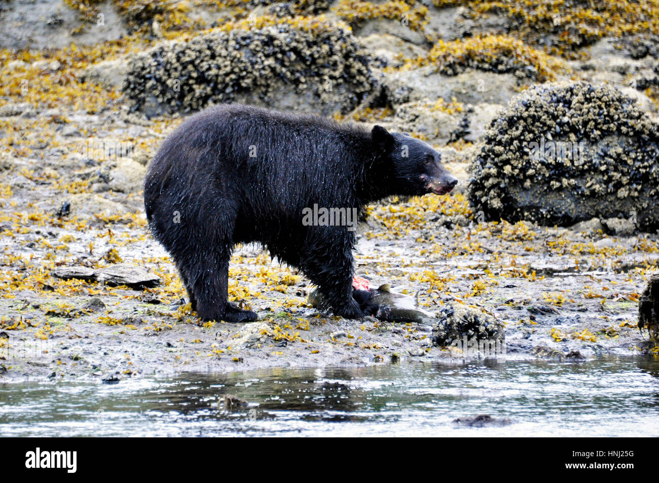 Herring cove and bear hires stock photography and images Alamy