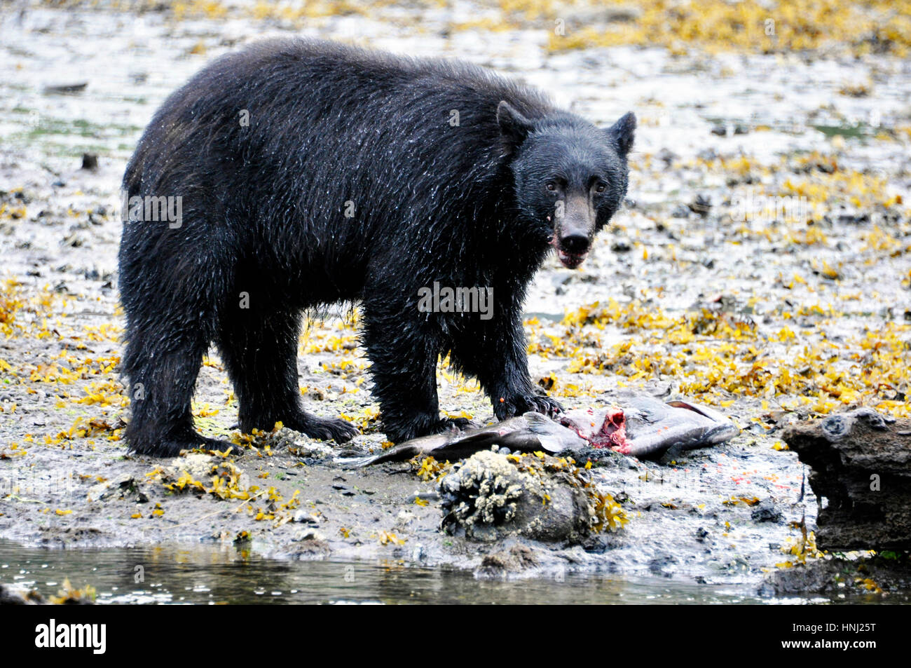 Herring cove and bear hires stock photography and images Alamy