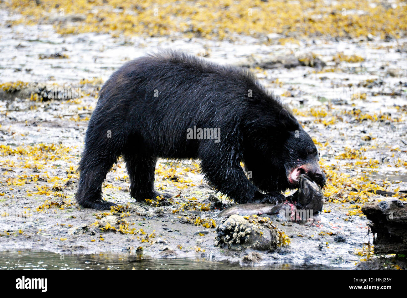 A bear devouring a salmon in herring cove near ketchikan, alaska Stock