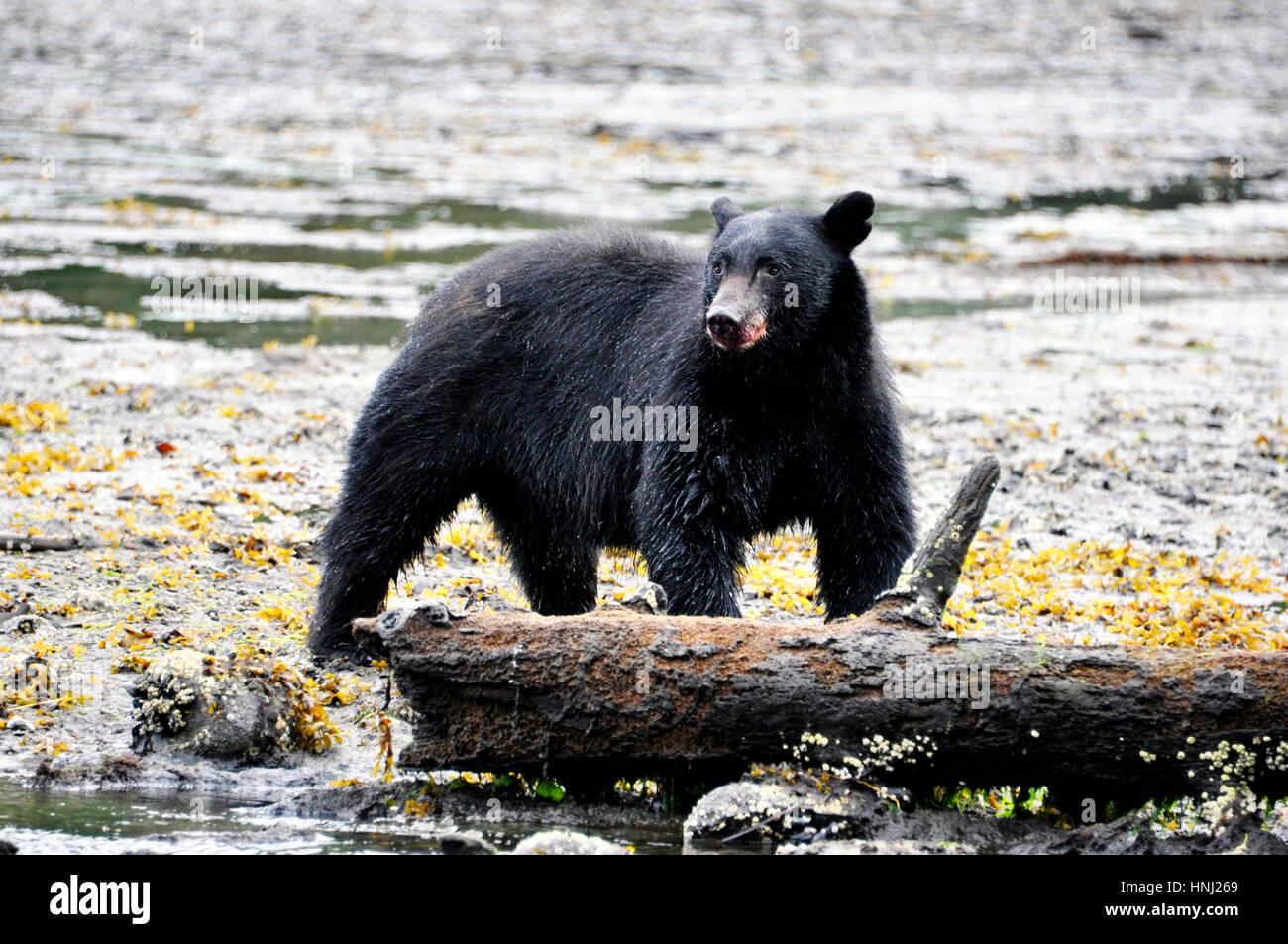 A bear devouring a salmon in herring cove near ketchikan, alaska Stock