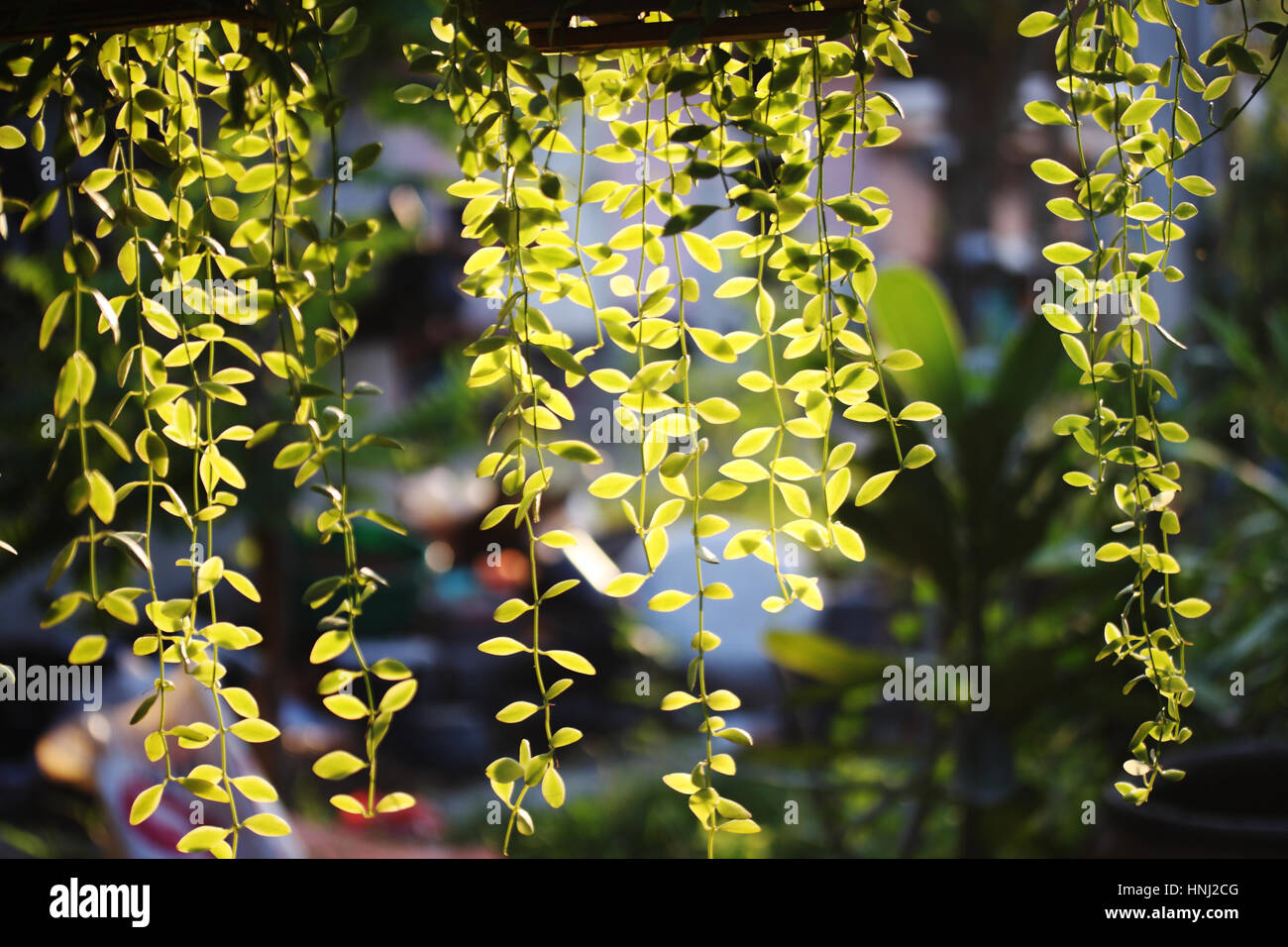 Dischidia nummularia variegata hi-res stock photography and images - Alamy