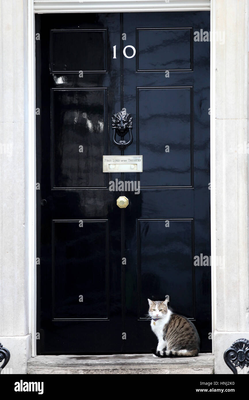 Chief mouser to the office hires stock photography and images