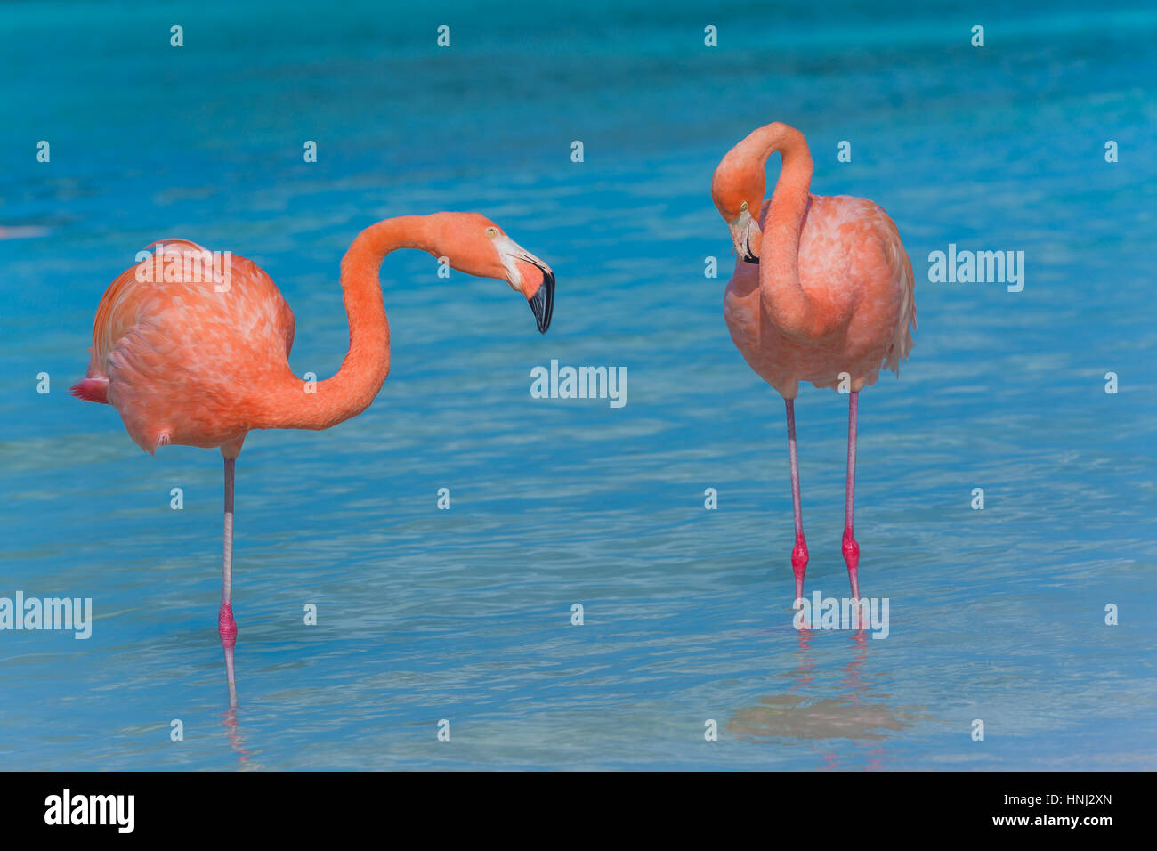 Flamingos on the Aruba beach. Flamingo beach Stock Photo - Alamy