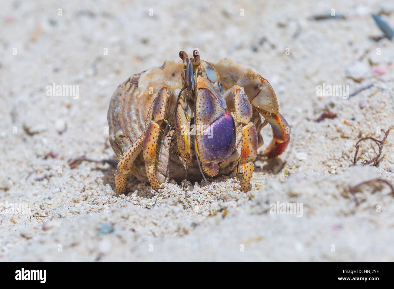 Hermitcrab on the beach of Aruba island Stock Photo